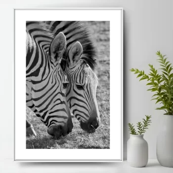 Quadro Decorativo Família De Zebras
