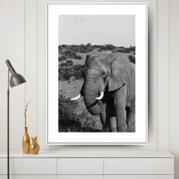 Quadro Decorativo Savana Elefante P&B IV