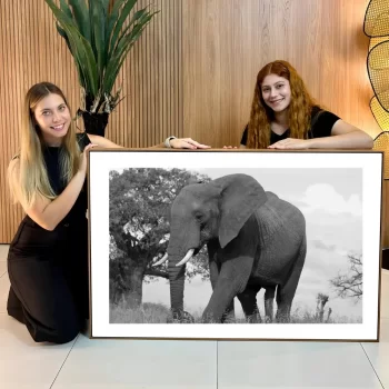 Quadro Decorativo Elefante P&B l