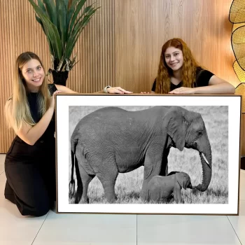 Quadro Decorativo Elefante Com Filhote