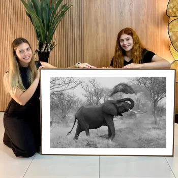 Quadro Decorativo Elefante P&B ll