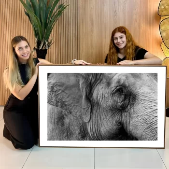 Quadro Decorativo Elefante P&B lll