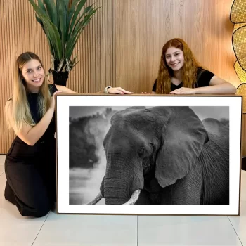 Quadro Decorativo Elefante P&B