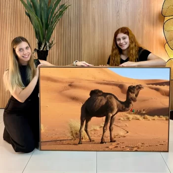 Quadro Decorativo Camelo l