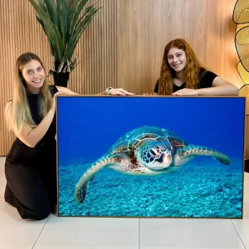 Quadro Decorativo Tartaruga Marinha