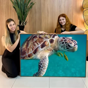 Quadro Decorativo Tartaruga Com Peixes