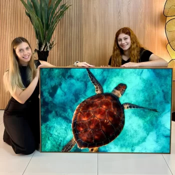 Quadro Decorativo Tartaruga ll