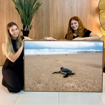 Quadro Decorativo Tartaruga Na Areia